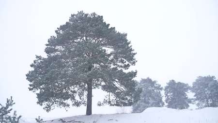lonely christmas tree pine grow in winter snow storm nature landscape forestの写真素材