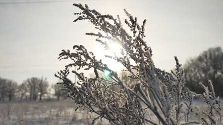frozen grass sways in the wind in the winter sunlight snow falls nature beautiful sun glareの写真素材