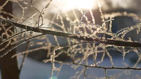 frozen tree branches sun glare beautiful sunlight the landscape winterの写真素材
