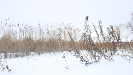 dry grass sways in the wind in snow winter landscape natureの写真素材