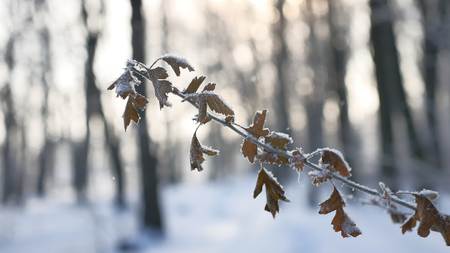 frozen oak branch in the woods in the snow nature landscape sunlight winterの写真素材