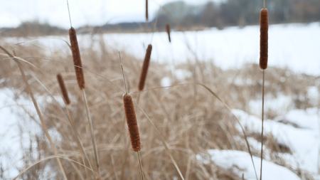 cattail dry grass reeds on the river in the snow winter landscape Russiaの写真素材
