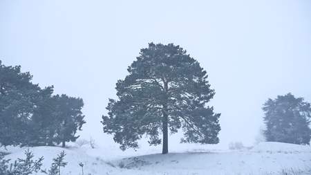 lonely christmas tree pine grow in winter snow storm forest nature landscapeの写真素材