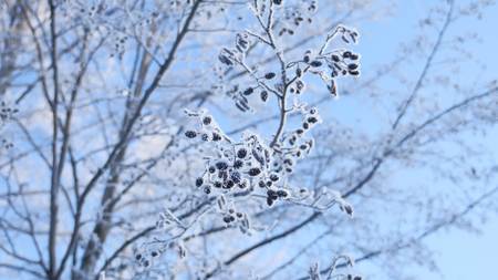 frozen branches linden tree in the snow on a blue sky nature landscape winterの写真素材