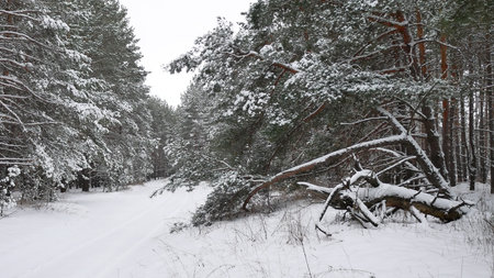 Winter forest pine forest with snow nature landscape beautiful winter christmas tree a backgroundの写真素材