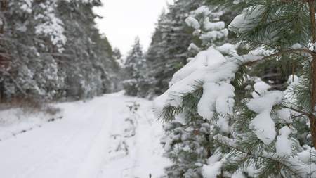 tree branch christmas in the snow in wind swinging winter forest nature landscapeの写真素材