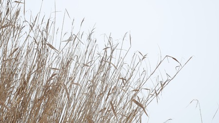 cattail dry grass reeds on river in snow winter landscape Russiaの写真素材