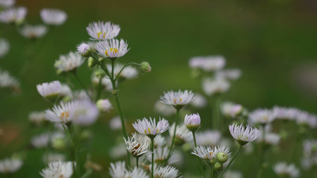 white flowers in the field on a green background nature landscape