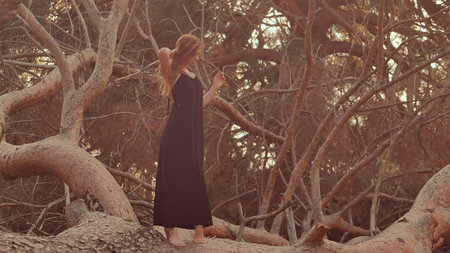 girl goes on the trunk of a large pine tree felled at sunset
