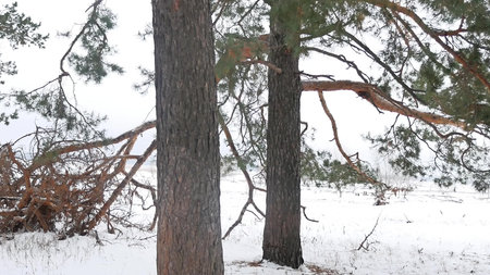 trees nature forest christmas tree, snow frost cold the winter landscape