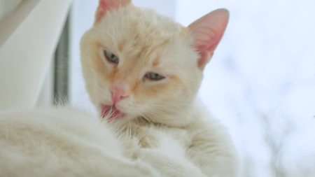 white cat licks clean hair, lying on a windowsill pet at the windowの写真素材