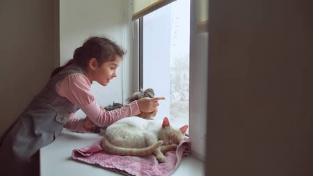 girl teen and pets cat and dog looking out the window, cat pet sleepsの写真素材