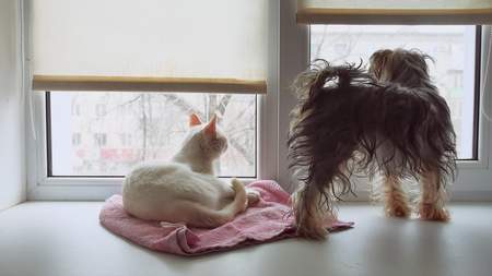 cat and a funny dog Yorkshire Terrier sitting on the sill of a window petの写真素材