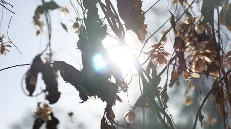 dry hops sun glare nature winter forest the landscapeの写真素材