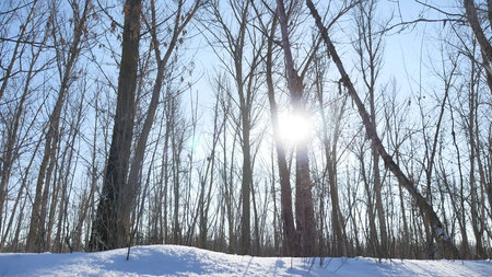 Winter forest trees in the snow glare of the sun, sunlight landscape nature