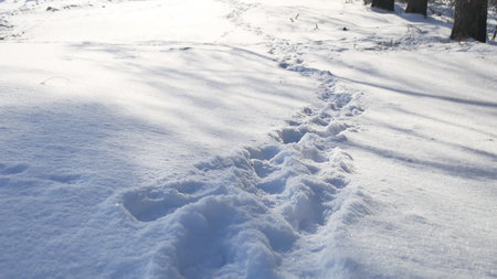 human footprints in the snow winter landscape nature path a lot of snowの写真素材