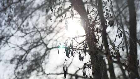 Dry alder branch glare of the sun, sunlight swinging in the wind forest winter landscapeの写真素材