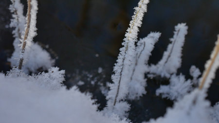 frozen grass flowing forest stream winter landscape the natureの写真素材