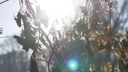 dry hops sun glare winter nature forest the landscapeの写真素材