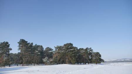 pine forest lot of snow on the background of blue sky, nature landscape Christmas treeの写真素材