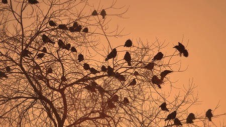 sunset crows flock of nature birds sitting on the tree winter coldの写真素材
