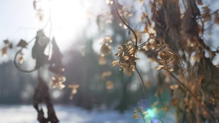 dry hops sun glare winter forest nature the landscapeの写真素材