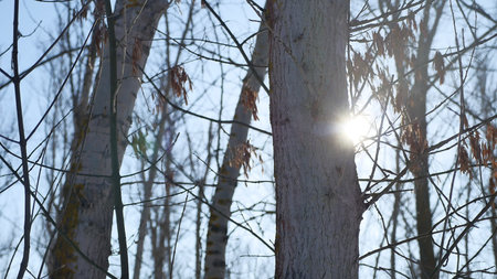 Winter forest trees nature in the snow glare of the sun, sunlight landscape