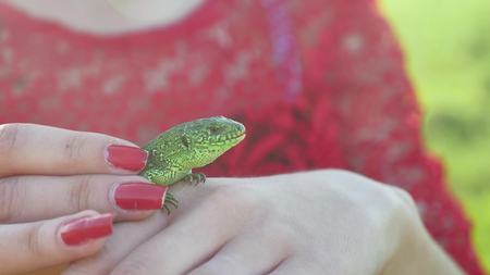 The girl is holding lizard. Girl in nature holds a green lifestyle lizardの写真素材