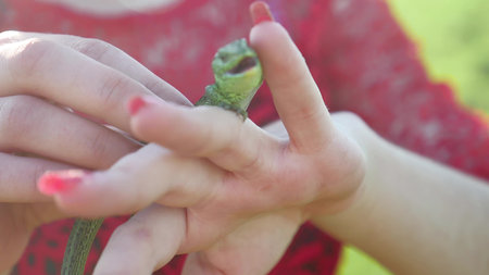 The girl is holding lizard. Girl in nature holds a green lifestyle lizard
