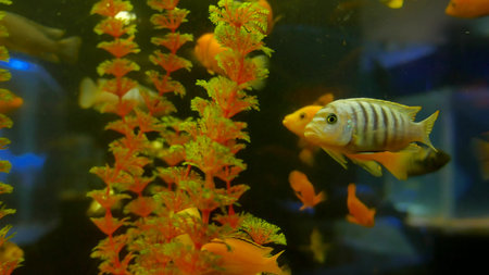 fish underwater in ocean. Fish swim in a sea of beautiful video 4k ocean