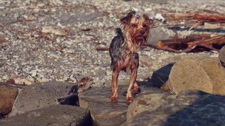 wet dog Yorkshire terrier stands on the stones near the sea. Summer vacation travel funny videoの写真素材