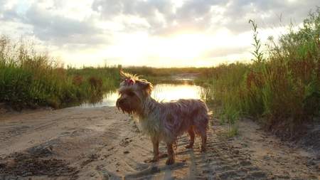 Yorkshire Terrier pet Dog at sunset by lake in the nature steadicam shot motion videoの写真素材
