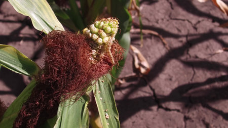 Worm is a pest on corn. Corn field agriculture. corn farm green grass agriculture united states...