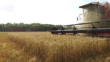 Wheat harvesting shearers agriculture. Wheat is harvesting. Harvesting wheat bread steadicam shot motion videoの写真素材