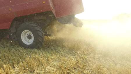 Wheat harvesting shearers. Wheat is harvesting. Harvesting wheat bread agriculture steadicam shot motion videoの写真素材