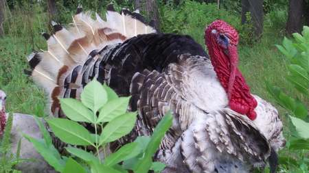 The black turkey on a spring meadow. The black turkey on a spring meadowの写真素材