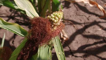 Worm is a pest on corn. Corn field agriculture. corn farm green grass agriculture united states the nature video usa corn farmの写真素材
