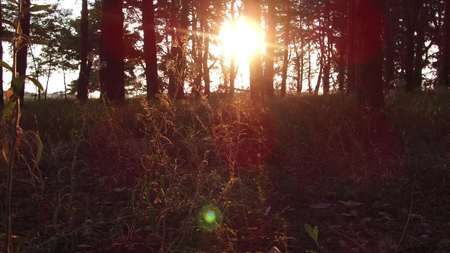 Forest pine moving sunlight glare sun. Autumn nature sunrise beautiful landscape steadicam shot motion videoの写真素材