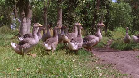 geese on green meadow. geese and goose. Group of gray geeseの写真素材