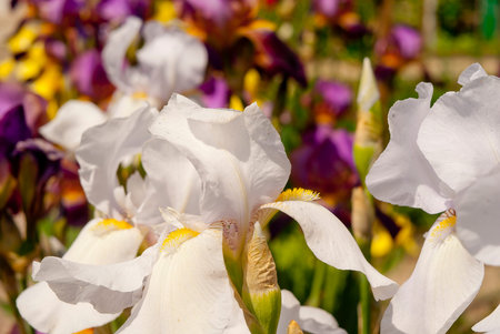 White and violet Iris flowers