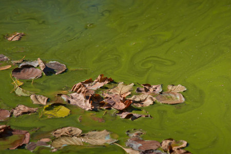 autumn foliage leaves on a green water background