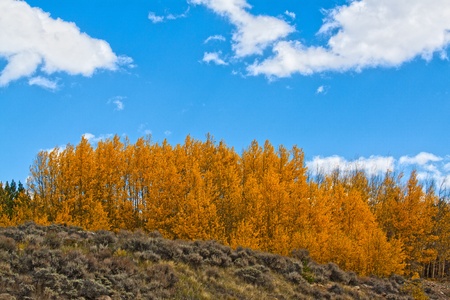 Autumn in Coloradoの写真素材