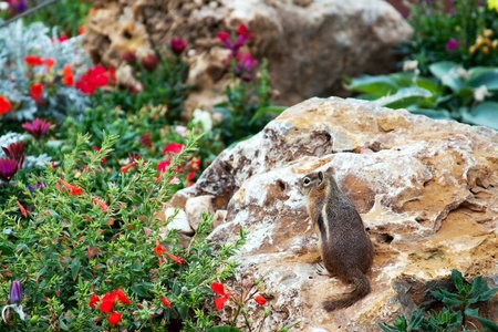 Chipmunkの写真素材