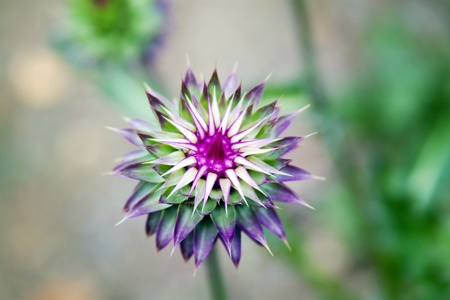 Purple Mountain Flower in Coloradoの写真素材