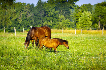Small Horse on american farm