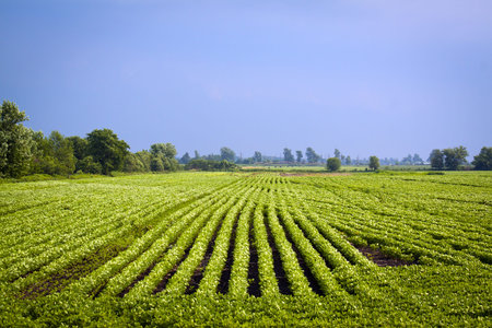 American Country Landscape 