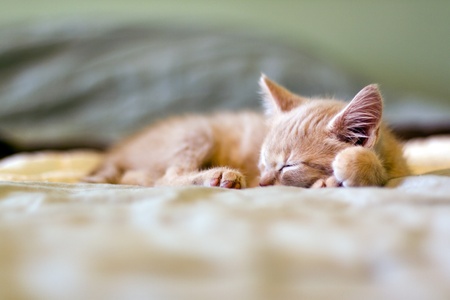 Sleeping Kitty with pillowの写真素材