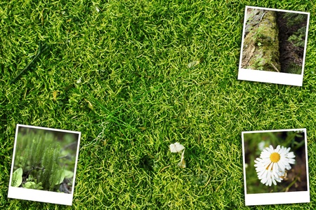 Green Forest Background and Background の写真素材