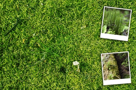 Green Forest Background and Background の写真素材