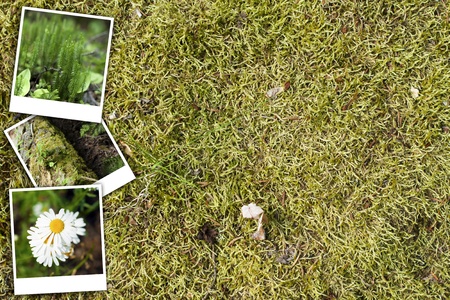 Green Forest Background and Background の写真素材